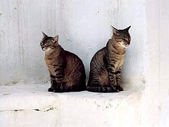 Gatti (239)